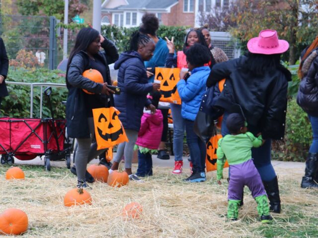 Joyful Pumpkin Patch